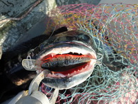 giant snakehead thailand