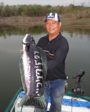 snakehead fishing chiang mai