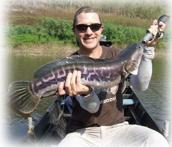 snakehead fishing chiang mai