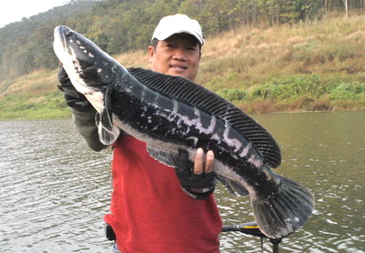 giant snakehead chiang mai thailand