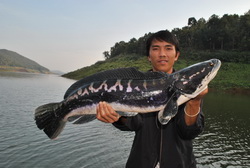 giant snakehead chiangmai