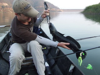 snakehead fishing chiang mai