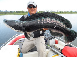 wild toman fishing chiang mai northern thailand