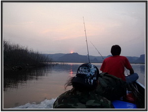jungle perch lure fishing lampang