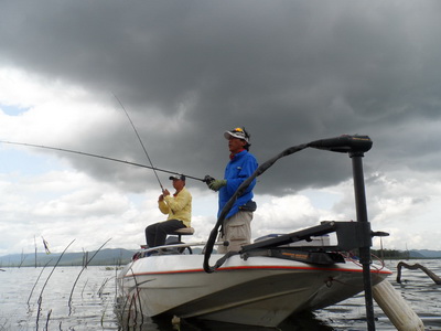 Toman fishing thailand
