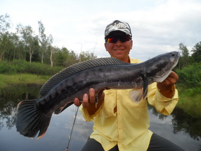 wild toman fishing thailand