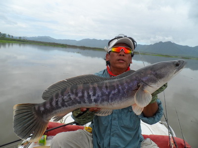 snakehead fishing lampang