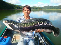 snakehead fishing tour chiangmai