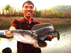 giant snakehead chiang mai