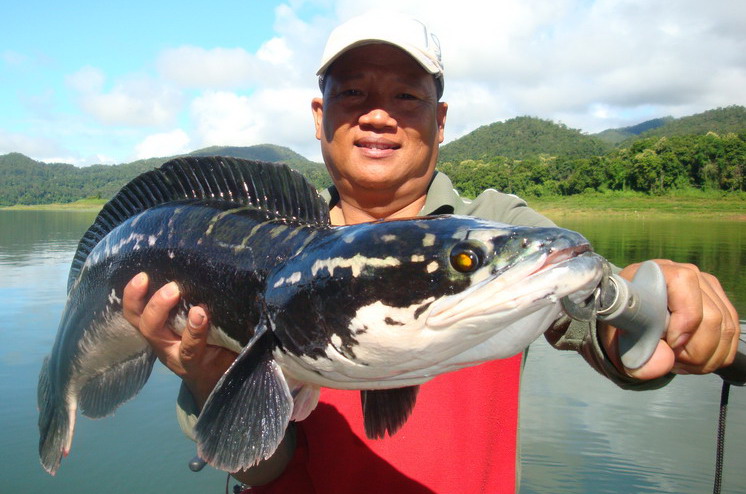 giant snakehead chiangmai