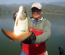 Hampala macrolepidota chiangmai thailand