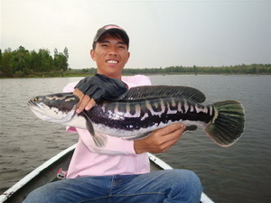 snakehead lure fishing in Mae peum lake Phayao