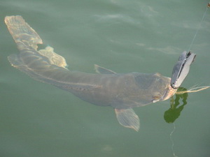 snakehead lure fishing Phayao