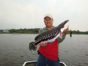 snakehead lure fishing in Mae peum lake Phayao