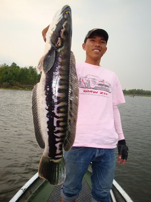 snakehead lure fishing Phayao