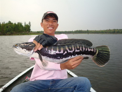 snakehead lure fishing Phayao