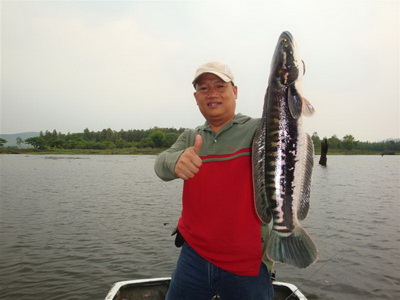 snakehead lure fishing Phayao