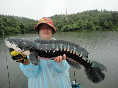 giant snakehead lure fishing in lampang