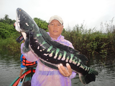 snakehead lampang