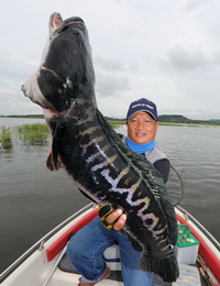 giant snakehead wild fishing