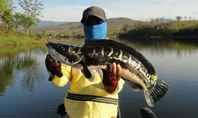 giant snakehead lure fishing lampang
