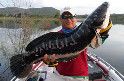 Giant snakehead lampang