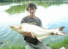chiangmai Giant mekong catfish