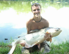 Big catfish in borsang lake chiangmai