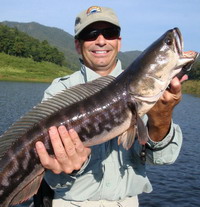 chiangmai snakehead fishing tour