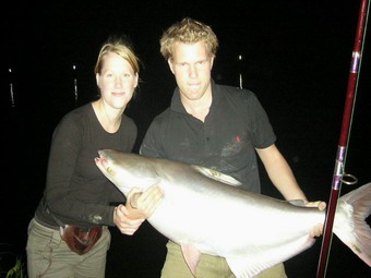giant mekong catfish chiangmai