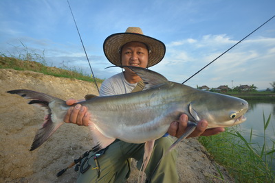 chao phraya catfish