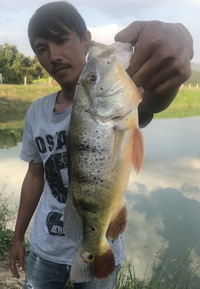 peacock bass