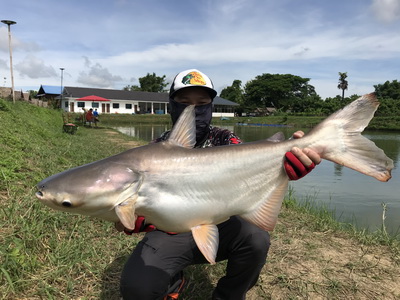 mekong giant catfish