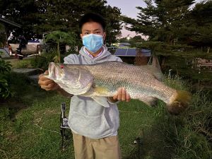 barramundi