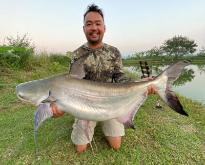 Chao Phraya catfish