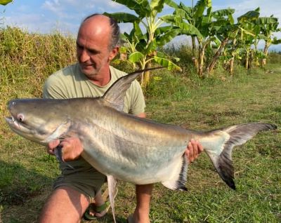 chaophraya_Giant_catfish