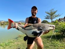 Redtail_catfish_chiangmai