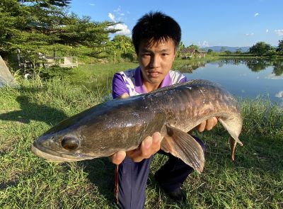 snakehead